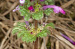 Henbit